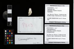 Foto (Objekt + Etikett) von Tuberosagalathea sp.  (NHMW-GEO-2014-0194-0613)